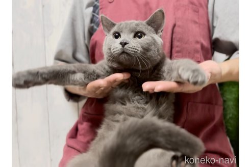成約済の静岡県のシャルトリュー-102866の5枚目