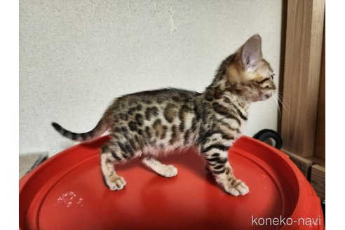 成約済の神奈川県のベンガル-102868の3枚目