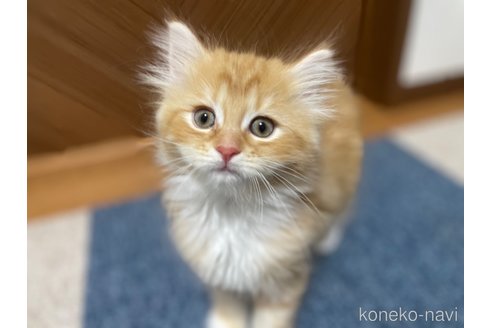 成約済の千葉県のサイベリアン-102539の10枚目