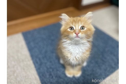 成約済の千葉県のサイベリアン-102538の34枚目