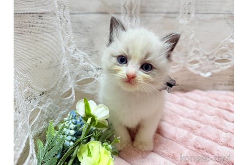 成約済の茨城県のラグドール-102889の3枚目