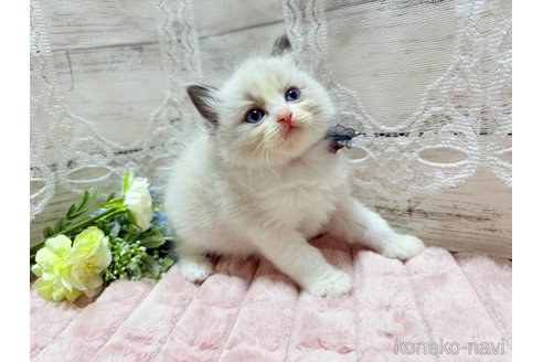 成約済の茨城県のラグドール-102889の4枚目