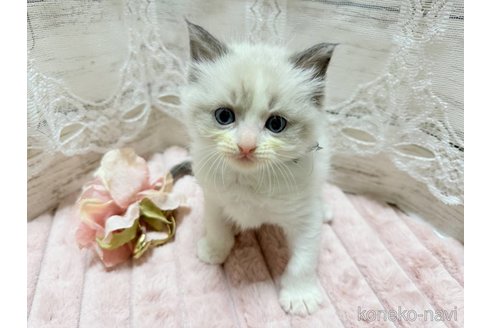 成約済の茨城県のラグドール-102890の3枚目