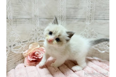 成約済の茨城県のラグドール-102890の2枚目