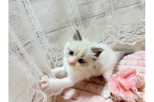 成約済の茨城県のラグドール-102890の5枚目