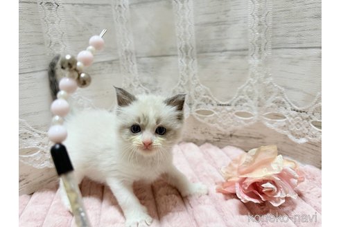 成約済の茨城県のラグドール-102890の4枚目
