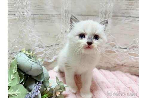 成約済の茨城県のラグドール-102891の3枚目