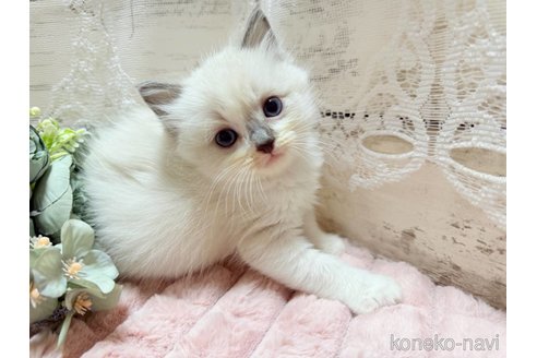 成約済の茨城県のラグドール-102891の1枚目