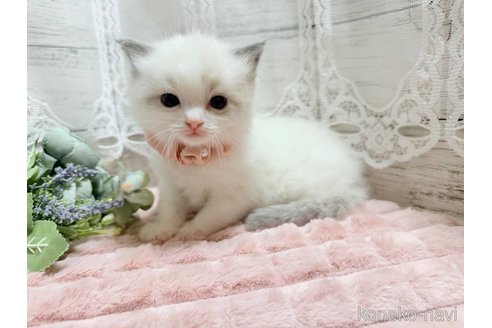 成約済の茨城県のラグドール-102892の2枚目