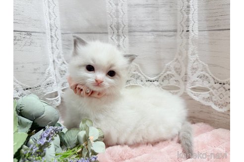 成約済の茨城県のラグドール-102892の4枚目