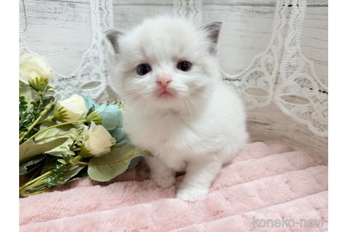 成約済の茨城県のラグドール-102893の4枚目