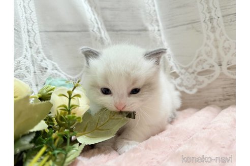 成約済の茨城県のラグドール-102893の3枚目