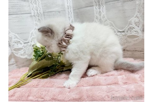 成約済の茨城県のラグドール-102893の2枚目