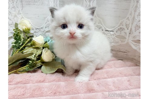 成約済の茨城県のラグドール-102893の1枚目