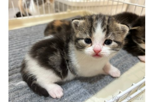 成約済ののスコティッシュフォールド-102895