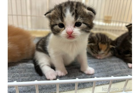 成約済の福岡県のスコティッシュフォールド-102895の3枚目