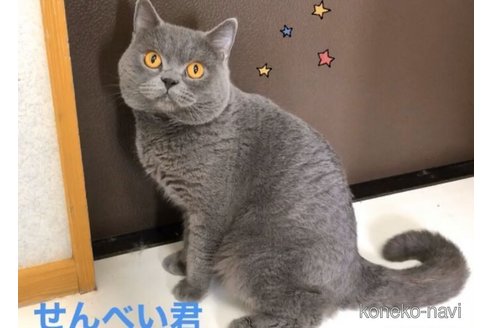 せんべいくん1枚目