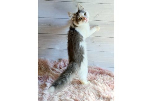 成約済の愛知県のノルウェージャンフォレストキャット-102906の4枚目