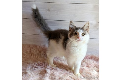 成約済の愛知県のノルウェージャンフォレストキャット-102906の2枚目