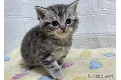 成約済の山梨県のスコティッシュフォールド-102955の2枚目