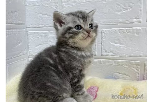 成約済の山梨県のスコティッシュフォールド-102955の5枚目