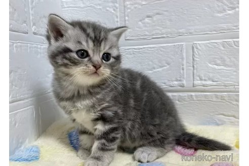 成約済の山梨県のスコティッシュフォールド-102955の4枚目