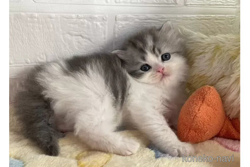 成約済の山梨県のスコティッシュフォールド-102956の4枚目