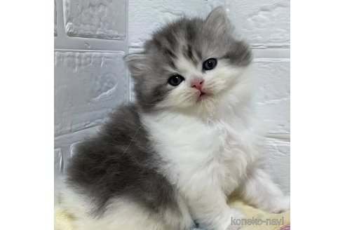 成約済の山梨県のスコティッシュフォールド-102956の1枚目