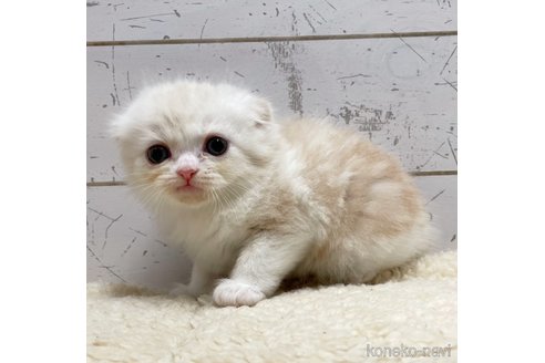 成約済の千葉県のスコティッシュフォールド(折れ耳)-102969の2枚目