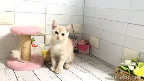 成約済の埼玉県のマンチカン-98051の2枚目
