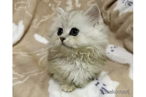 成約済の茨城県のミヌエット(短足)-102990の4枚目