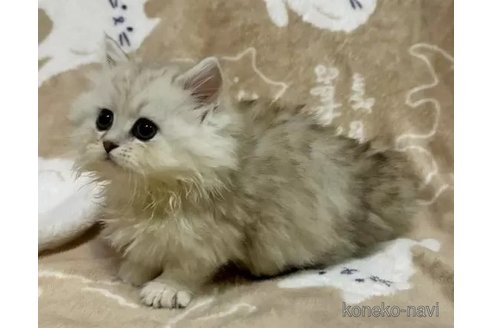 成約済の茨城県のミヌエット(短足)-102990の5枚目