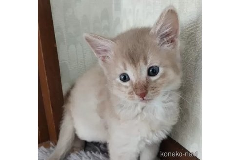 成約済の滋賀県のソマリ-102991の1枚目