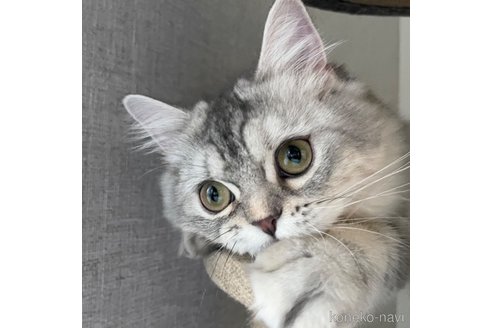 成約済の愛知県のミヌエット-85376の10枚目
