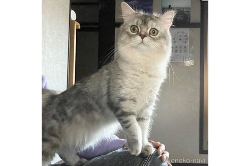 成約済の愛知県のミヌエット-85376の5枚目