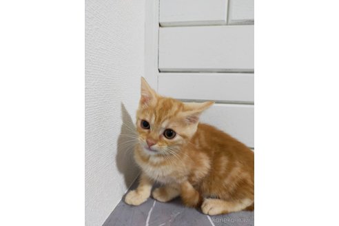 成約済の宮崎県のスコティッシュフォールド-103002の4枚目