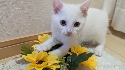成約済の広島県のその他の猫種-97411の65枚目