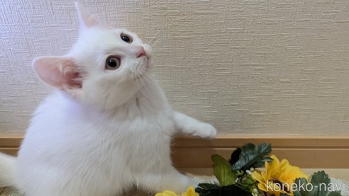 成約済の広島県のその他の猫種-97411の66枚目