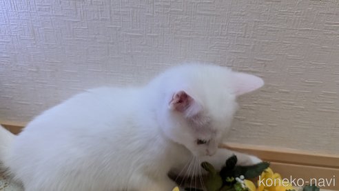 成約済の広島県のその他の猫種-97411の63枚目