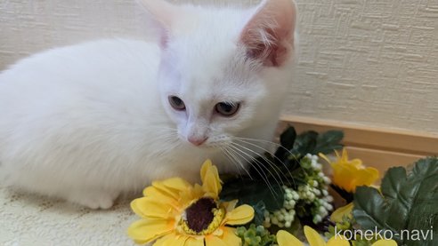 成約済の広島県のその他の猫種-97411の64枚目
