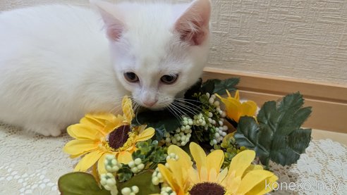 成約済の広島県のその他の猫種-97411の60枚目