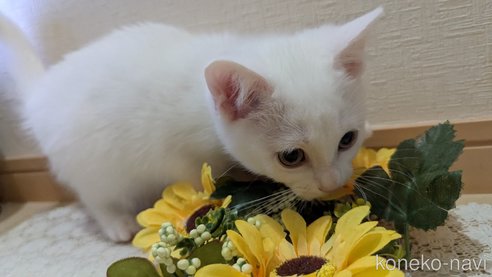 成約済の広島県のその他の猫種-97411の61枚目