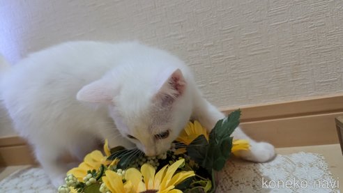成約済の広島県のその他の猫種-97411の62枚目