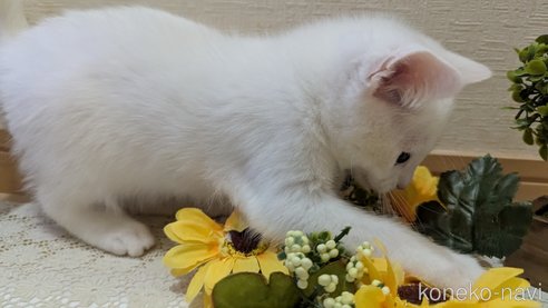 成約済の広島県のその他の猫種-97411の59枚目