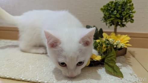 成約済の広島県のその他の猫種-97411の57枚目