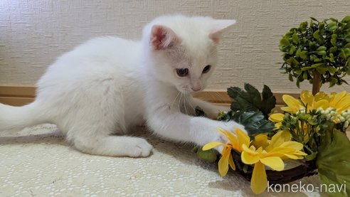 成約済の広島県のその他の猫種-97411の54枚目