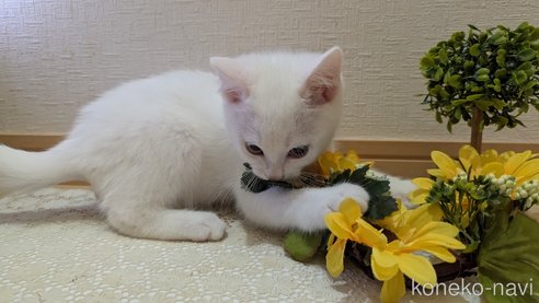成約済の広島県のその他の猫種-97411の55枚目