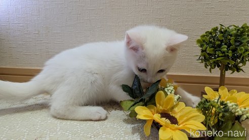 成約済の広島県のその他の猫種-97411の53枚目