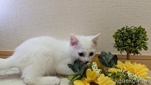 成約済の広島県のその他の猫種-97411の52枚目