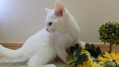 成約済の広島県のその他の猫種-97411の50枚目